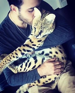 42K views · 1.7K reactions | Stryker é um amor de Savannah. Joe é um amor de pessoa. Stryker + Joe = bomba explosiva de amor. Booooooom!!  #ilovecats | I Love CATS Brasil | Facebook