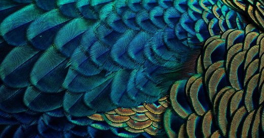 Vert, noir, bleu, violet… Que révèlent vraiment ces plumes selon l’espèce d’oiseau qui les a laissées derrière elle