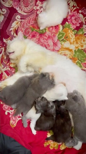 Marjan's kittens are so moody #persiancat #cat #catvideos #pets #viral #kitten #ytshorts #catshorts