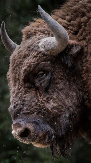 @outdoorrrs on Instagram: "The Gaur (Bos gaurus), commonly known as the Indian Bison, is the largest and most powerful wild cattle species on Earth 🐂🌿 . Follow for more @outdoorrrs Native to the dense forests and grasslands of India, Nepal, Bhutan, and Southeast Asia, the gaur is a keystone herbivore that plays an essential role in maintaining healthy forest ecosystems by controlling vegetation growth and aiding seed dispersal. Adult male gaurs can weigh 1,000–1,500 kg and stand over 6 feet ta