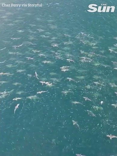Terrifying moment HUGE shoal of sharks surround oil rig #shorts