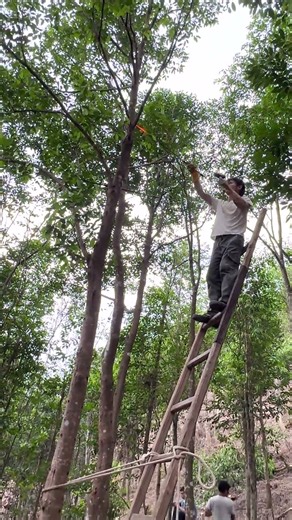 Real Agarwood Process: Hot Wound Making on a Living Tree
