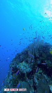 3.6K views · 81 reactions | Discover the vibrant underwater world of Beqa Lagoon! ✨ Dive into our stunning coral reefs and experience the magic of Fiji's marine life up close. #blr #fijiresort #aboutfiji #islandfiji #fijiislands #fiji #beqa #beqalagoonresort #reefdiving #diving | Beqa Lagoon Resort | Facebook