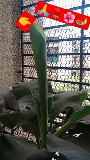 #pindvlog sab yahin per Mera gaon hai friends #plants #flowers #nature #lifeisbutadream 🙏🌹🪔🌺