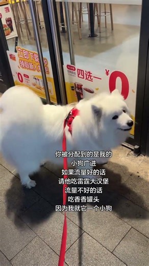 Unleashing Puppers: Why Can't Puppies Eat This