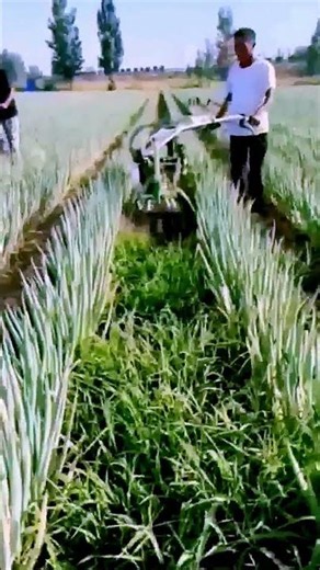 The process of weeding in the green onion field = worth sharing