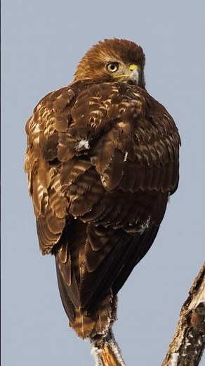 A young Red-tailed Hawk