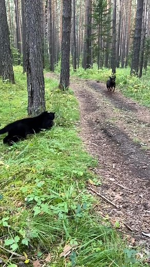 fast fast girls | Black Panther