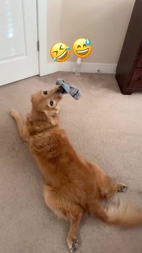 Chris & Nala on Instagram: "Start the day off with some morning stomps. Who’s crazier, me or Nala? I won’t be offended if you choose Nala. #dog #goldenretriever #dogsofinstagram #weeklyfluff"