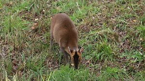 A pretty female Muntjac Deer, Muntiacus reevesi, feeding on an island in the middle of a lake in Autumn.