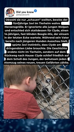 Ein alter Hund, ein kleiner Junge und ein Moment, der alles verändert 🐾❤️