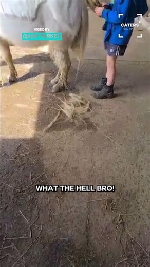Kids Give Pony Botched Trim 😂 #funny