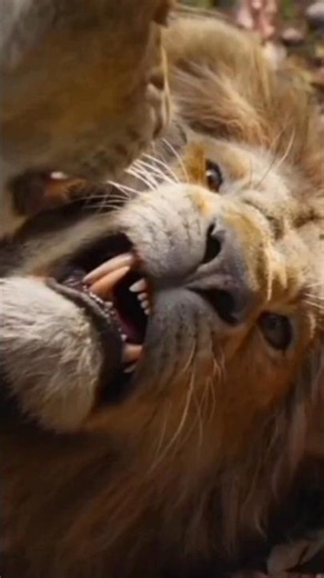 Simba vs Nala! 🦁