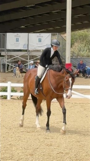 MY KING👑 #horse #equestrian #equitation #showjumping #roadto800 #subscribe #improvement #foryou