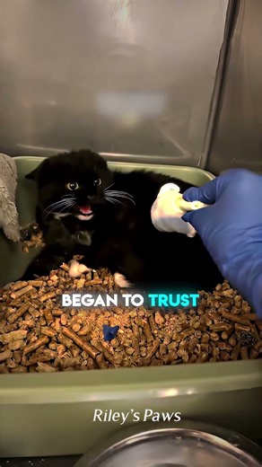 Black cat was terrified of touch but then #heartwarming #catlife #shorts