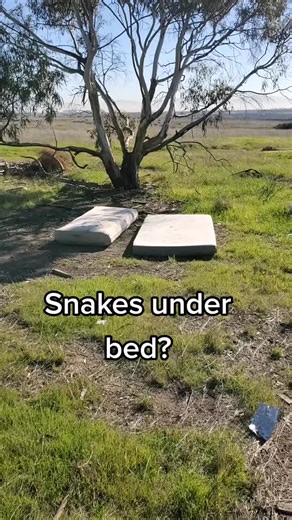 Snake in a Mattress? Scouting for Reptiles