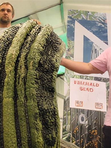 81-Year-Old Sets World Record for 8-Metre Runner Bean