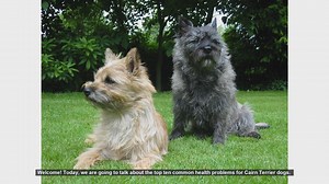 Top 10 Common Health Problems in Cairn Terrier Dogs