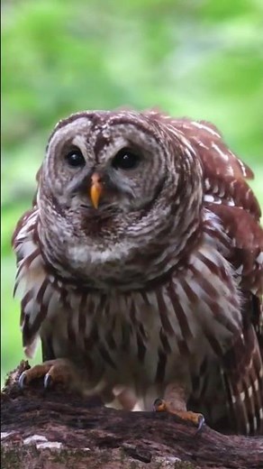 Barred Owl Hooting Sounds | Strix varia Sounds
