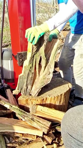 Log Splitter vs Acacia #logsplitter #woodsplitting