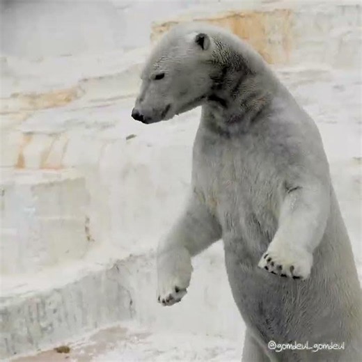 旧ホッキョクグマ舎で迎えた最後の春ホウちゃん오사카 텐노지동물원 북극곰｜天王寺動物園 #shorts #polarbear #天王寺動物園
