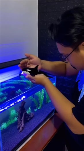 Luthfy Muhammad on Instagram: "Gila! Aku Pelihara Paus Orca Mini di Aquarium Rumah! 😱🐋 ⸻ 📝 Deskripsi: Bayangin punya paus orca ukuran mini di dalam aquarium rumah sendiri! 🐳✨ Di video ini, aku mencoba memelihara paus orca versi mini—mulai dari memberi makan, membersihkan aquarium, sampai melihat tingkah lucunya yang bikin ngakak! 🤣 Paus ini bukan hasil tangkapan laut, tapi hasil AI generasi eksperimen mini orca project buat hiburan dan edukasi. Tonton sampai habis, karena di akhir ada momen