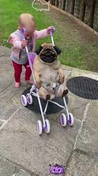 My Pug Is Pure Comedy 😂 | Funniest Dog Moments Ever