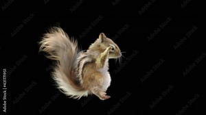 Chipmunk Dance CG fur. 3d rendering, animal realistic CGI VFX, Animation Loop, composition 3d mapping cartoon, Included in the end of the clip with Alpha matte.
