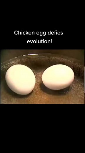 The Miracle of Chick Development in Chicken Eggs