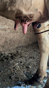 Cow automatically milking 😳 #viral #reel #dairyfarm #cow @top fans | Farming .Life