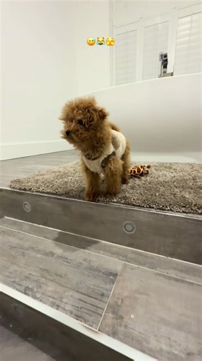 He’s trying his best to jump down the steps 😂🥹🥰💔 Rupert Bear 🐻 #fyp #dog #poodle #soft #fluffy
