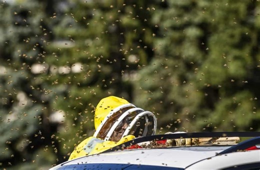Canada: Five million bees fall off truck near Toronto, cops call beekeepers for help