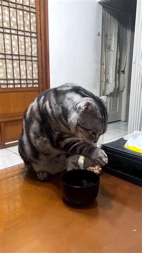 My cat loves its own feet. #petlover #catshorts #cat