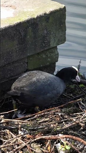 DO IT ALL with the Sigma 16-300mm f3.5-6.7