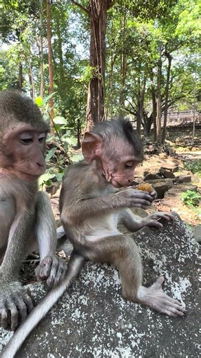 sterling a tiny baby monkey