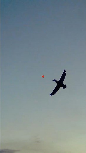 Epic Waterfowl Hunts 🦆 ShotKam Videos