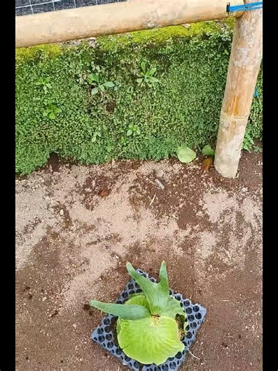 Beautiful Simbarbali Platycerium Highlights Live!