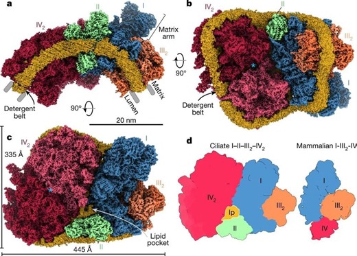 Exploring a massive supercomplex in mitochondria comprising all four respiratory complexes – Lifeboat News: The Blog