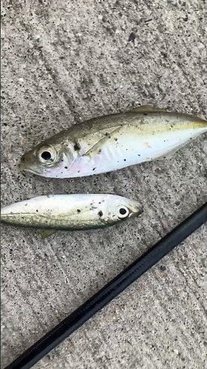 サビキ釣り入門、アジ科の魚種判断説明。マアジとマルアジの見分け方紹介。違いが分かりますか？#shorts