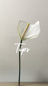 1.6M views · 9.3K reactions | Hip Lock — Wrong ❌ vs Right ✅ It’s all about control, posture, and intention. Small adjustments = big difference. Can you spot it? #hiplock #bellydancebasics #bellydancetips #dancertraining #lume | Lurdiana لورديانة | Facebook