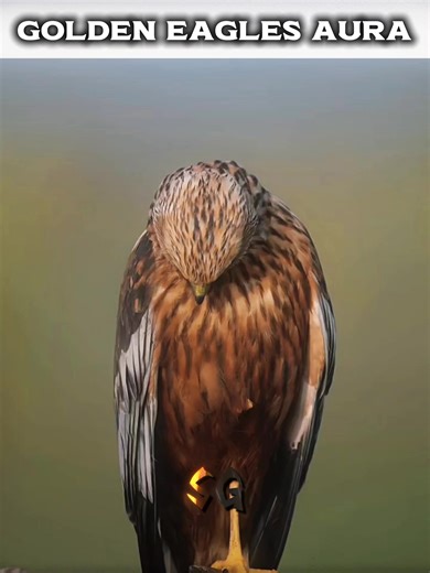Golden Eagles ☠️ | golden eagles