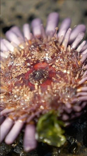 Creepy Tide Pool Creatures 🐙