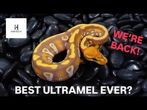 After Almost 3 Years Away! The Truth About Ultramel!