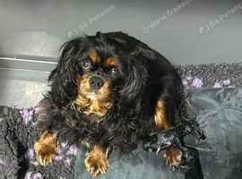 Beautiful Cavapoo puppies - £1,500