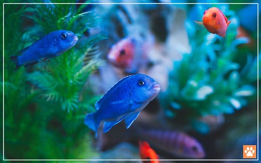 10 Most Popular Lake Victoria Cichlids - VIVO Pets