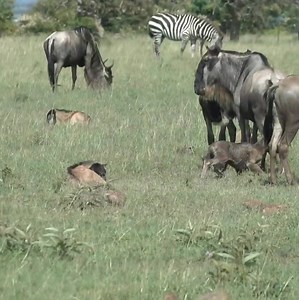 Birth of a Wildebeest, Kenya #WildlifeBeauty #baby #WildAndCute | Animals voice