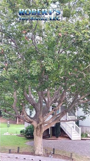 Beech Tree Trimming #chainsaw #treetrimming #pruning