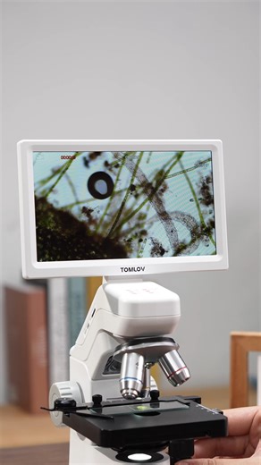 3.8K views · 36 reactions | Ever seen an Oligochaete Aeolosoma up...