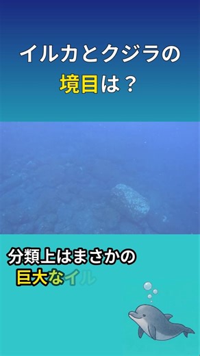【知ってた？】クジラとイルカの意外な境目#shorts