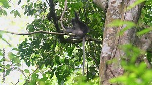 Seen on a branch holding tight as it looks around from a higher vantage point in the forest during a windy day, Spectacled Leaf Monkey, Trachypithecus obscurus, Kaeng Krachan National Park, Thailand.